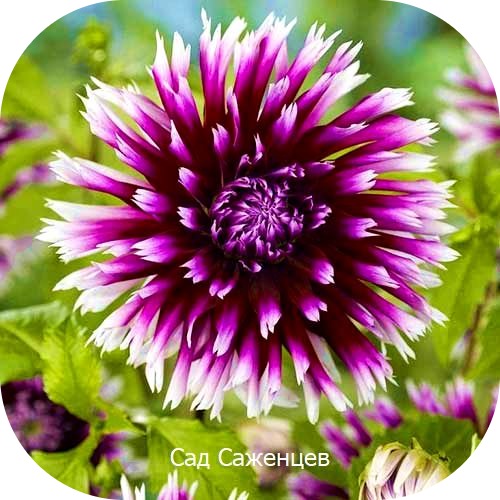 Георгина Алана Клер Обскур